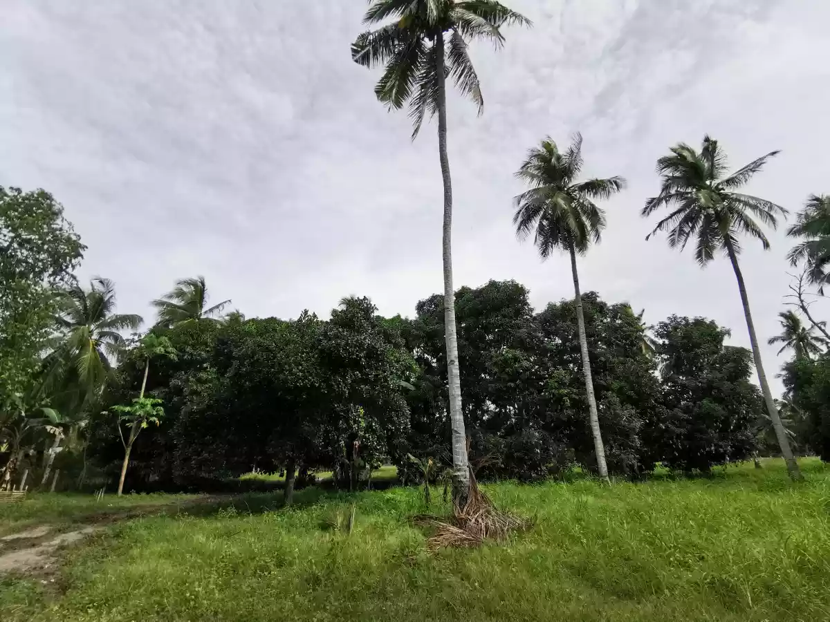 3 Hectares Farm Lot in Katanggawan — Agricultural Lot in General Santos City, South Cotabato, Philippines — Photo 6