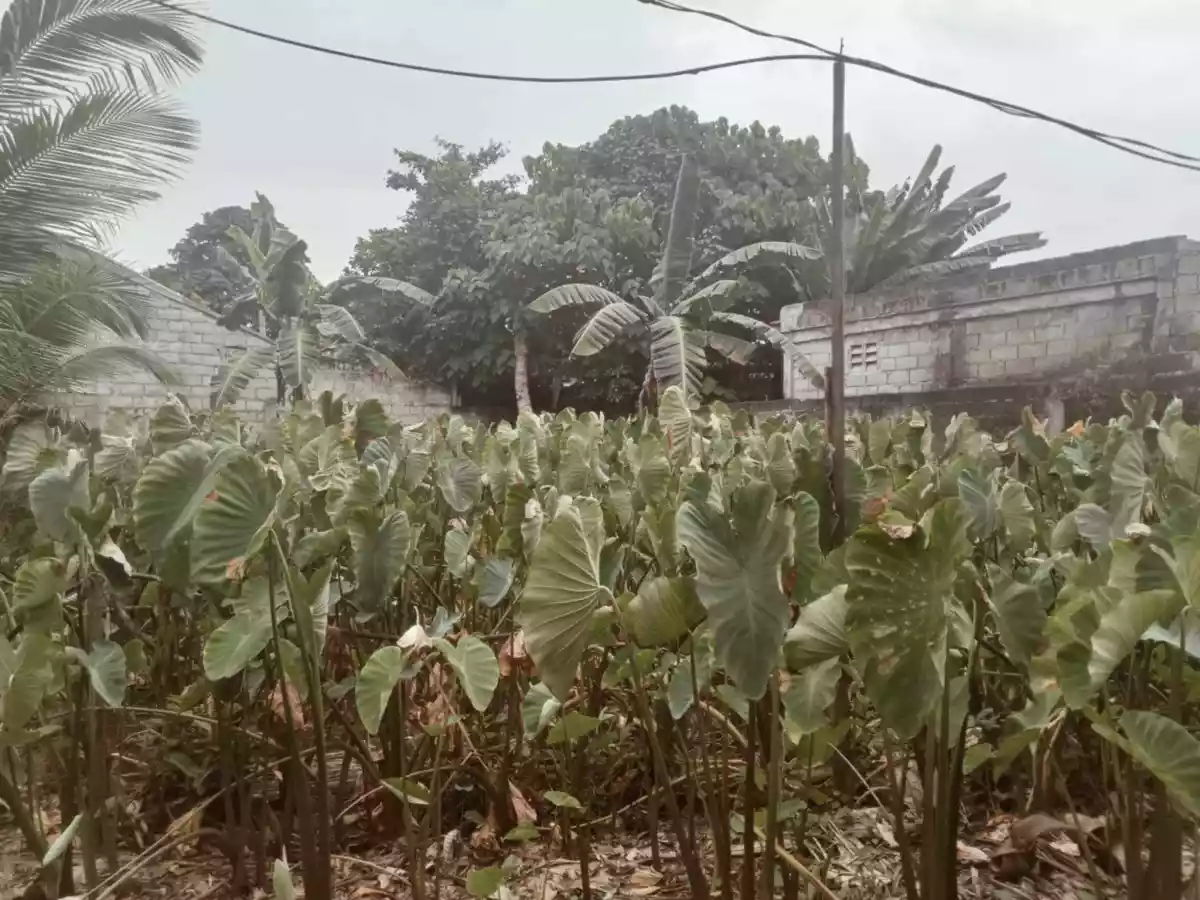 LOT for Sale! — Residential Lot in Sto Niño Road, Dumaguete, Negros Oriental — Photo 4
