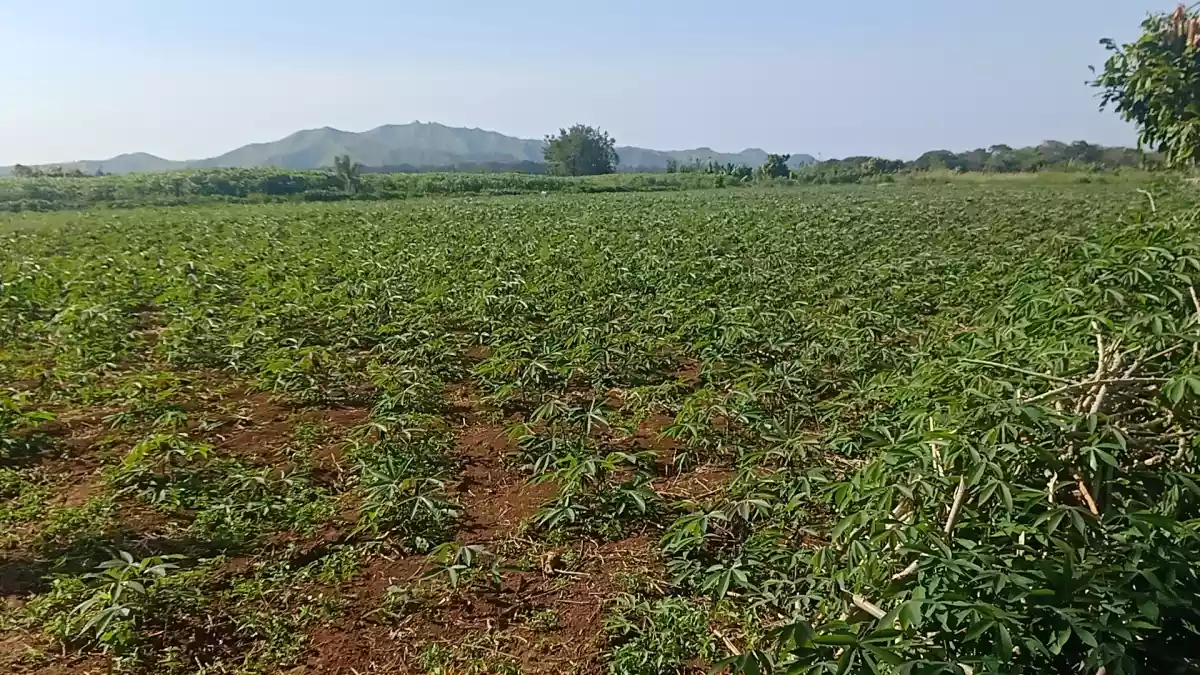 Damilag manolo fortich bukidnoon — Agricultural Lot in Bukidnon, Philippines — Photo 3
