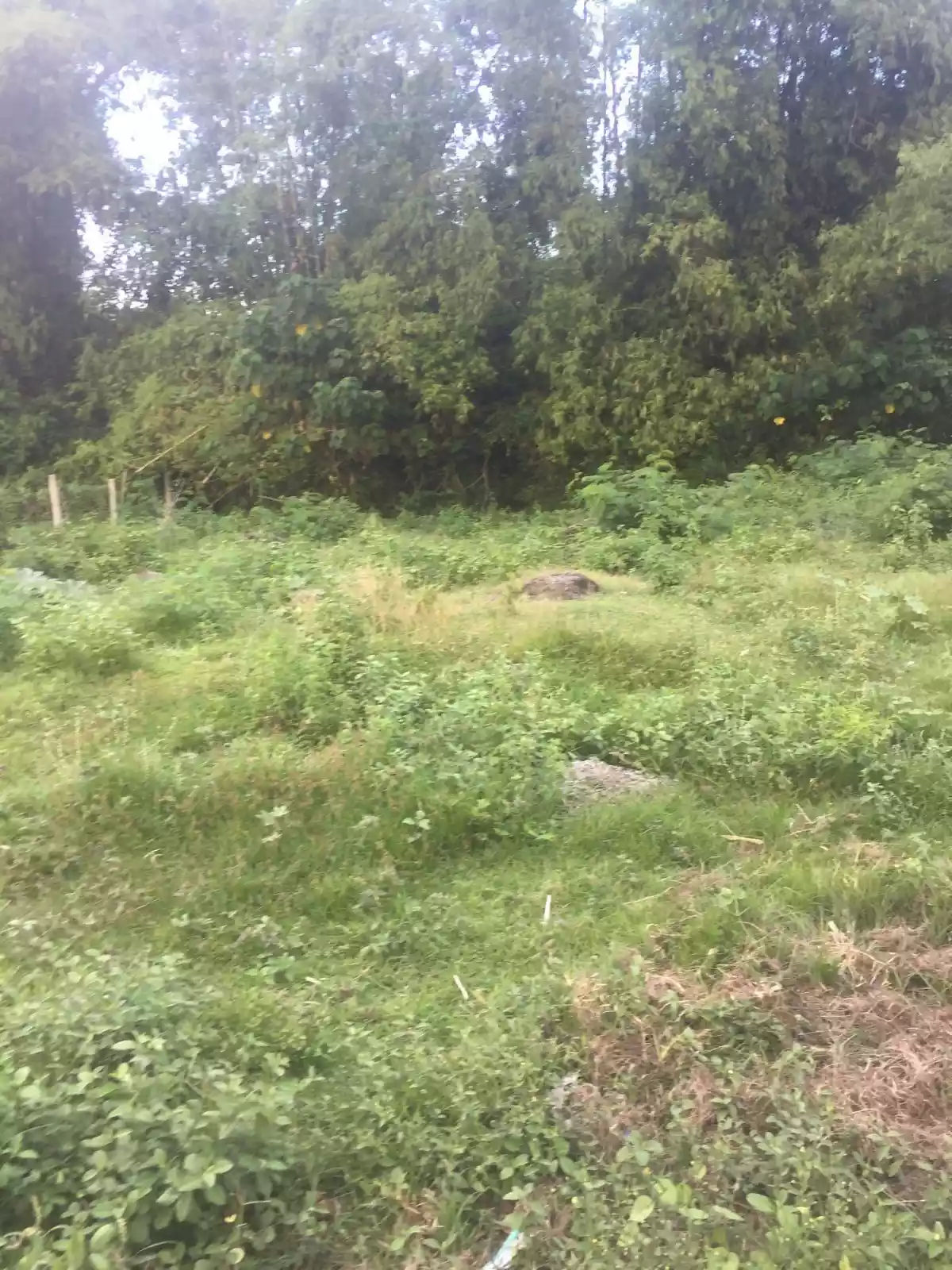 Sulodpan Bacong Subdivided lots - photo 2