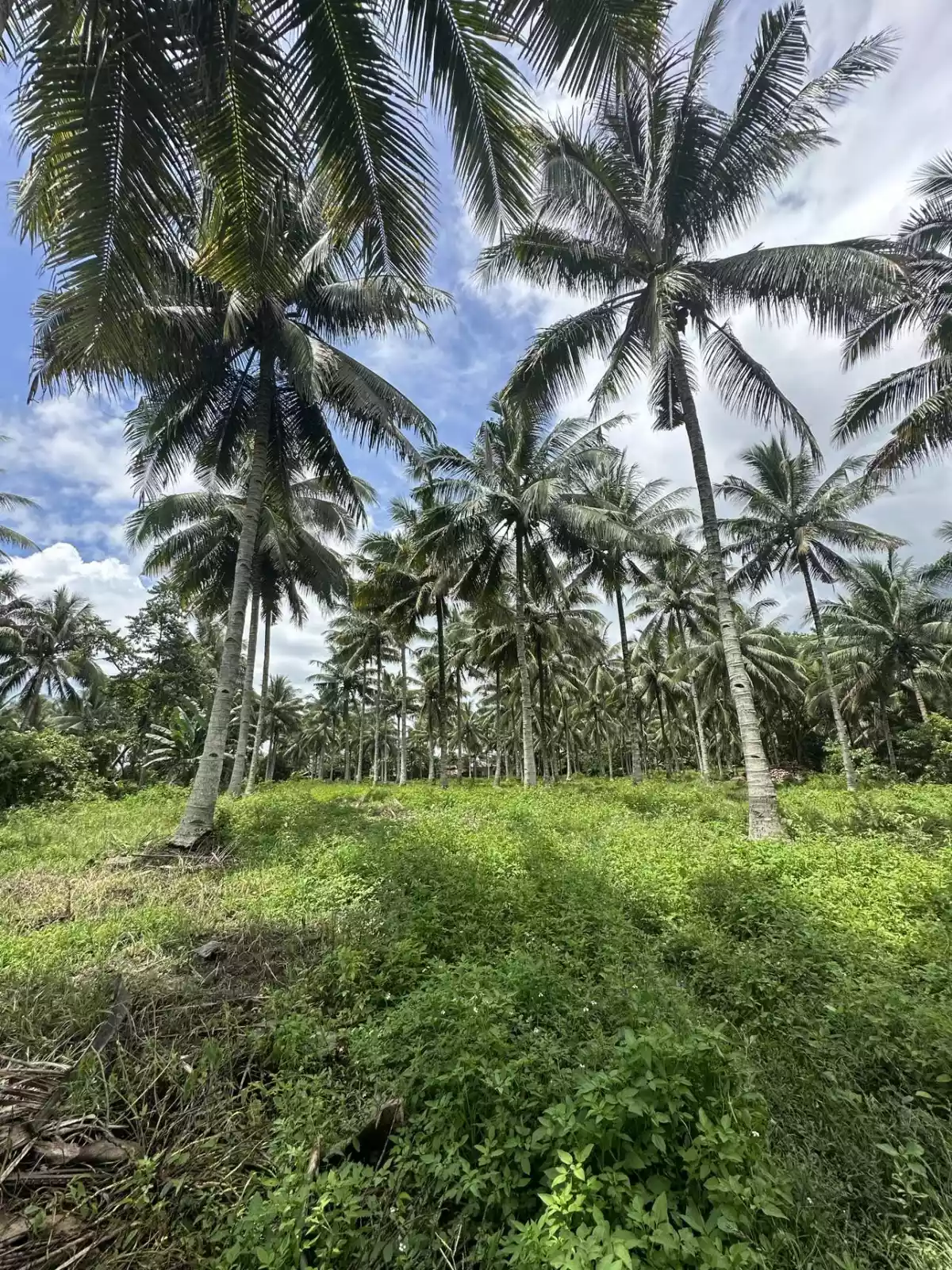 3 Hectares Farm in Polomolok with full of Coconut Trees 