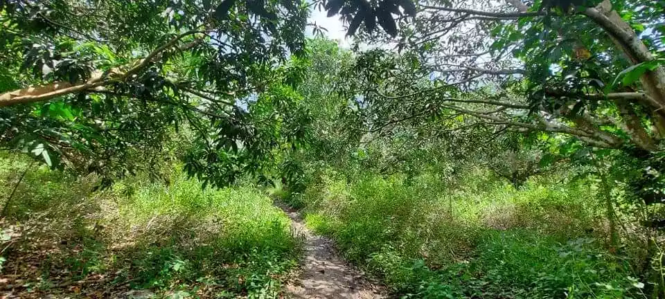 Domolok Alabel mango farm - photo 2