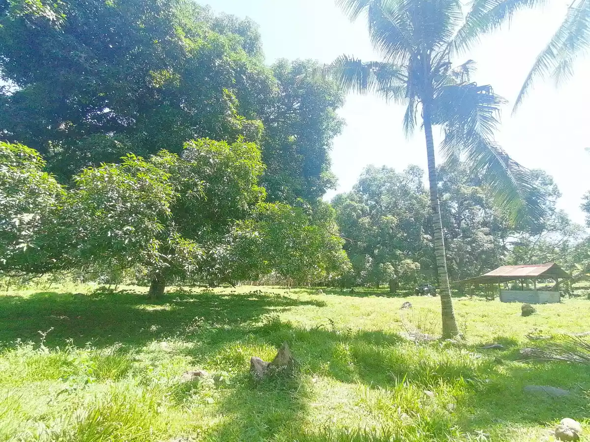 âœ¨Farm area ideal for rest house or retreat house âœ¨ - photo 3