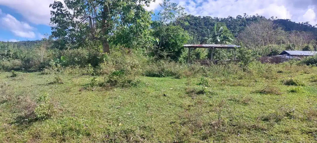 Agri Land for Sale - photo 6