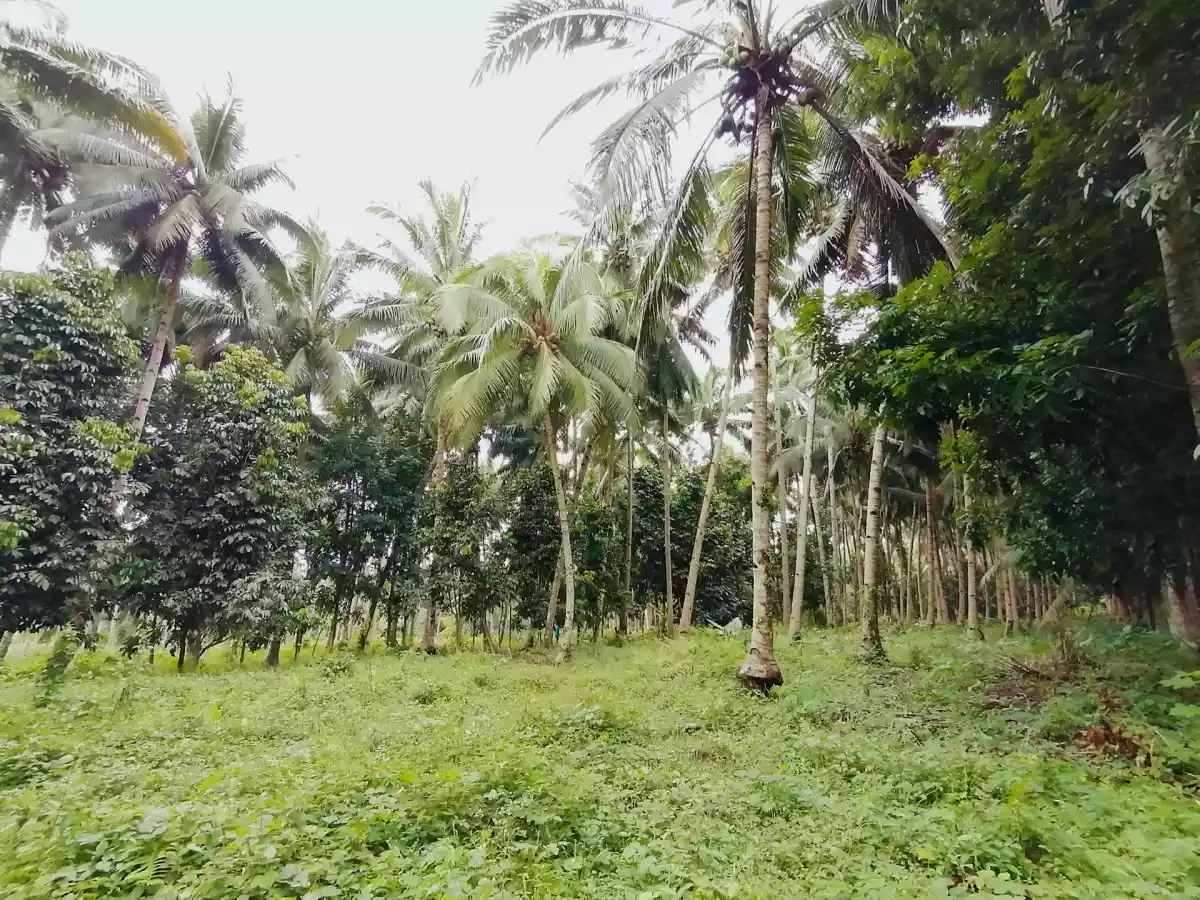 1 HECTARE FARM LOT IN TUPI — Agricultural Lot in South Cotabato, Philippines — Photo 3