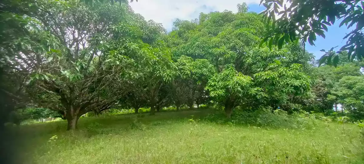 Mango Farm (Sacrifice Sale) — Agricultural Lot in Barili, Cebu, Philippines — Photo 3
