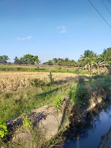 5.5 HECTARS FARMLAND ( RICEFIELD). ALONG HIGHWAY. SUGBAY UNO, DIMATALING, ZDS - photo 6