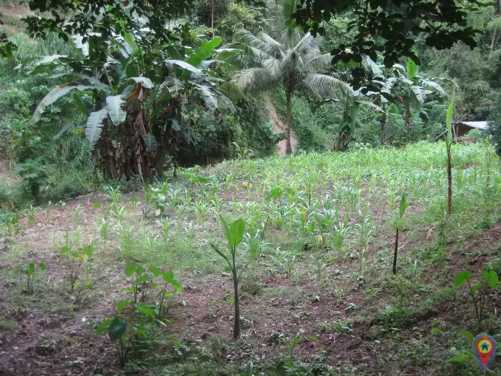 Lot for sale in Kalunasan, Cebu City for only Php1,500/sqm. - photo 2