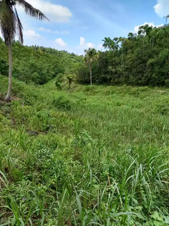 Residential lot along the road - photo 5