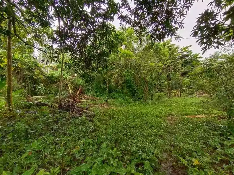 Lot for sale in Cabadbaran City - photo 4