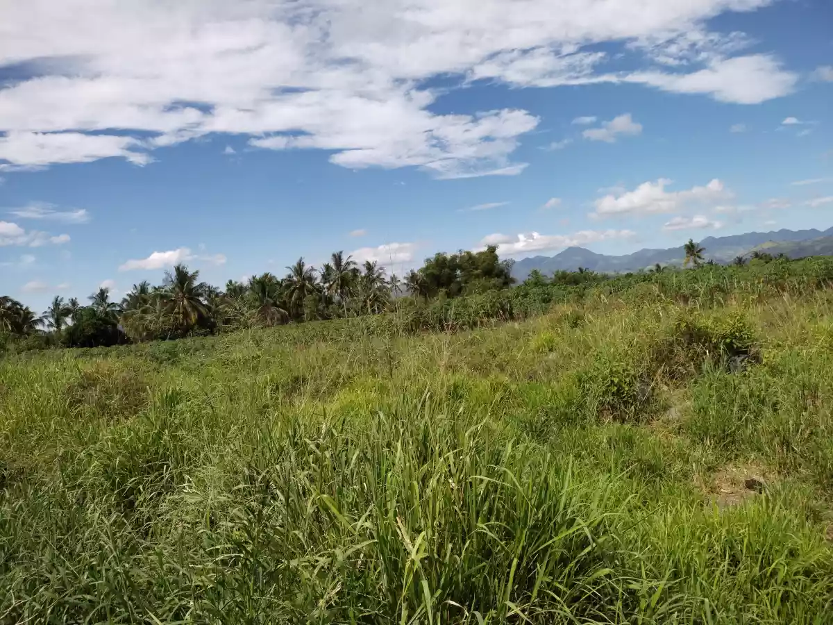 Agriland titled — Agricultural Lot in Polomolok, South Cotabato, Philippines — Photo 4