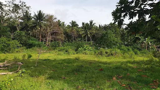Lot Only — Agricultural Lot in Butuan City, Agusan Del Norte, Philippines — Photo 5