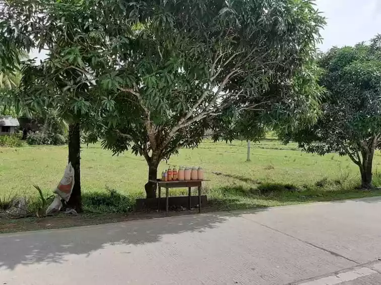 FARM LOT FOR SALE IN TAWINTAWIN, GENERAL LUNA, SIARGAO ISLANDS - photo 6