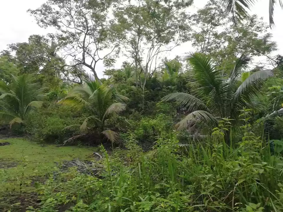 Farm Lot — Agricultural Lot in Bohol, Philippines — Photo 6