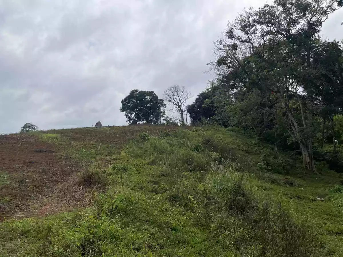 3.8 HA agricultural lot for sale at Baungon Bukidnon — Agricultural Lot in Baungon, Bukidnon, Philippines — Photo 7