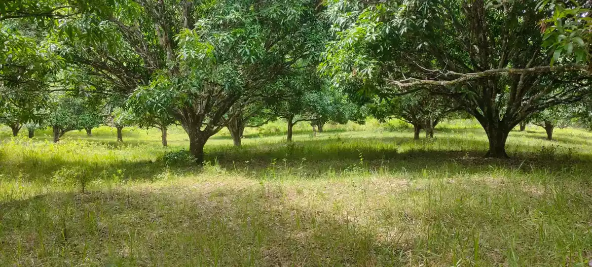 Open photo 16 of 21 — Mango Farm (Sacrifice Sale)