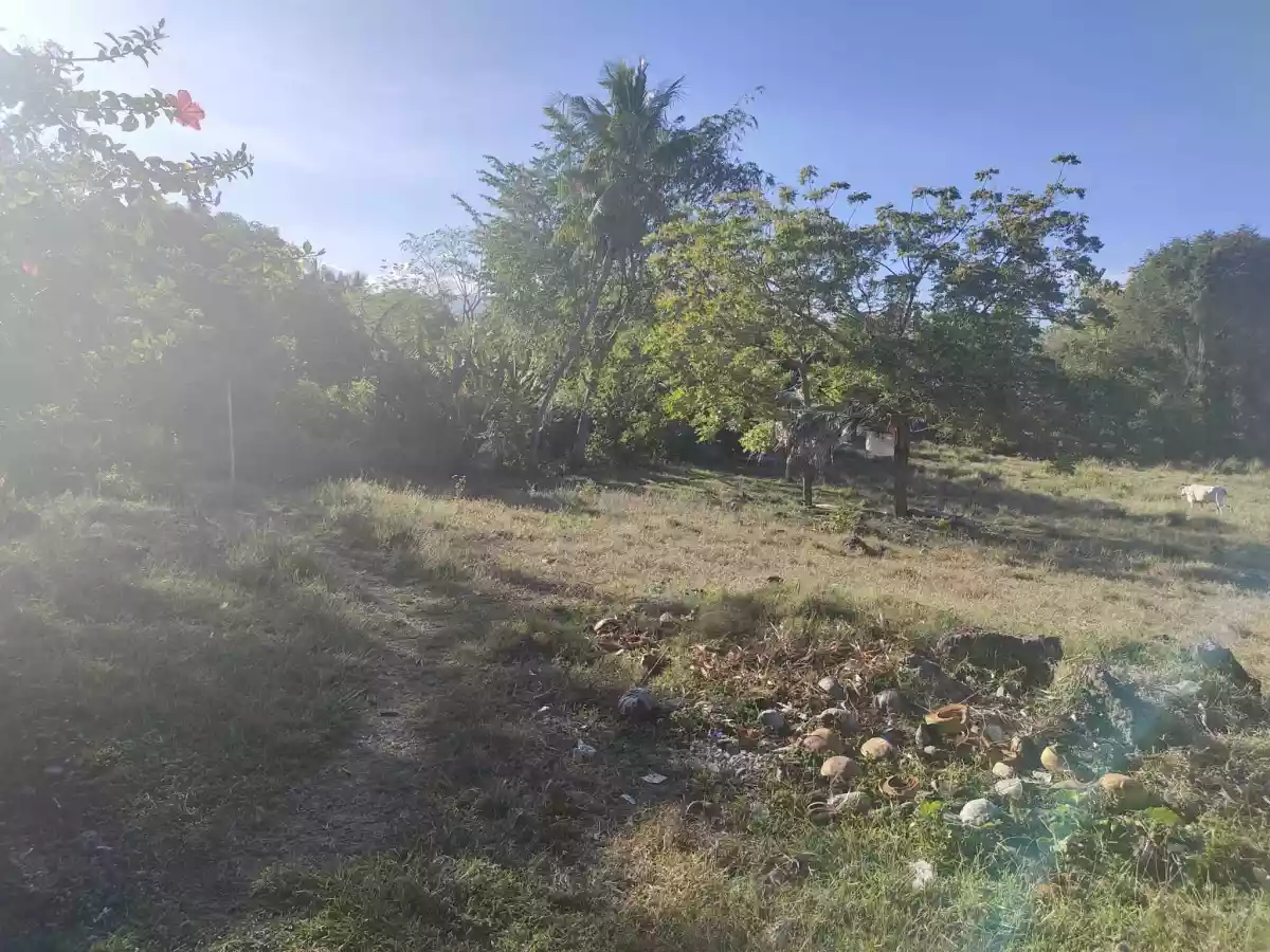 Lot for Sale in Maslog, Danao City — Agricultural Lot in Danao City, Cebu, Philippines — Photo 6