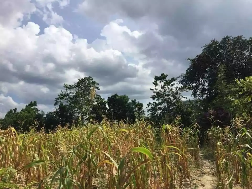 Open photo 12 of 13 — Agricultural Lot for Sale in San Fernando, Cebu