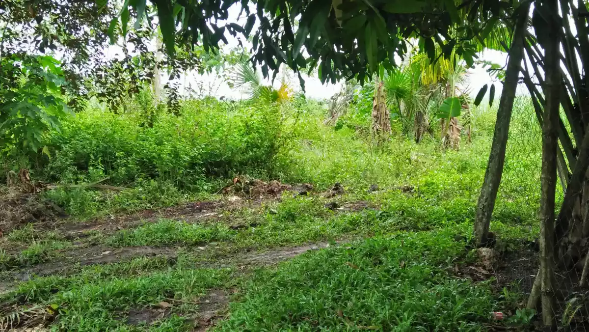 Agricultural Land in Bogo,  Cebu for Sale - photo 2