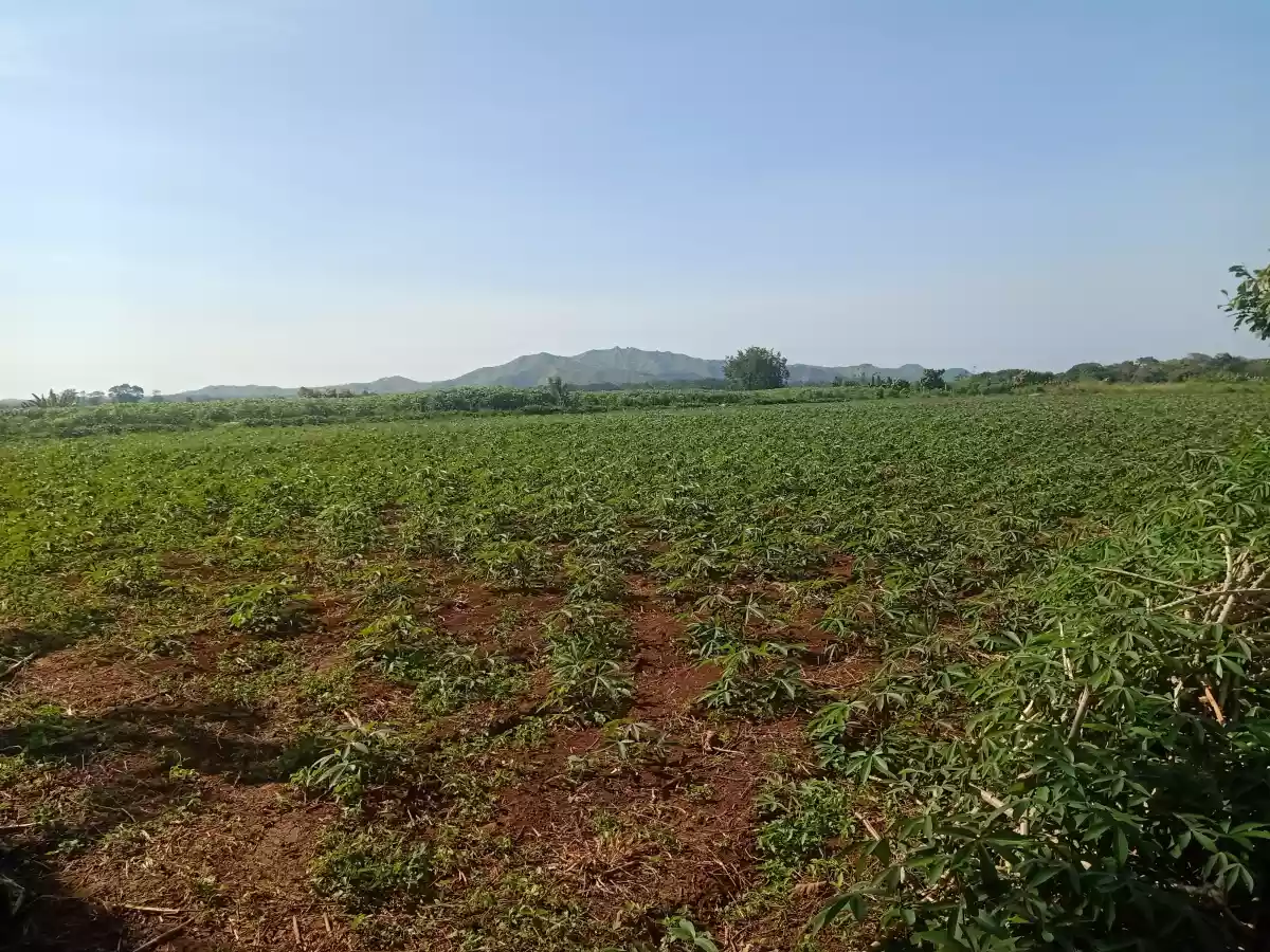 Damilag manolo fortich bukidnoon — Agricultural Lot in Bukidnon, Philippines — Photo 5