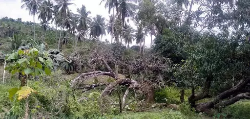 Agricultural Lot for sale in Asturias Cebu 5hectares — Agricultural Lot in Asturias, Cebu, Philippines — Photo 2