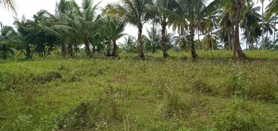Argao Lot For Sale — Agricultural Lot in Cebu, Philippines — Photo 5