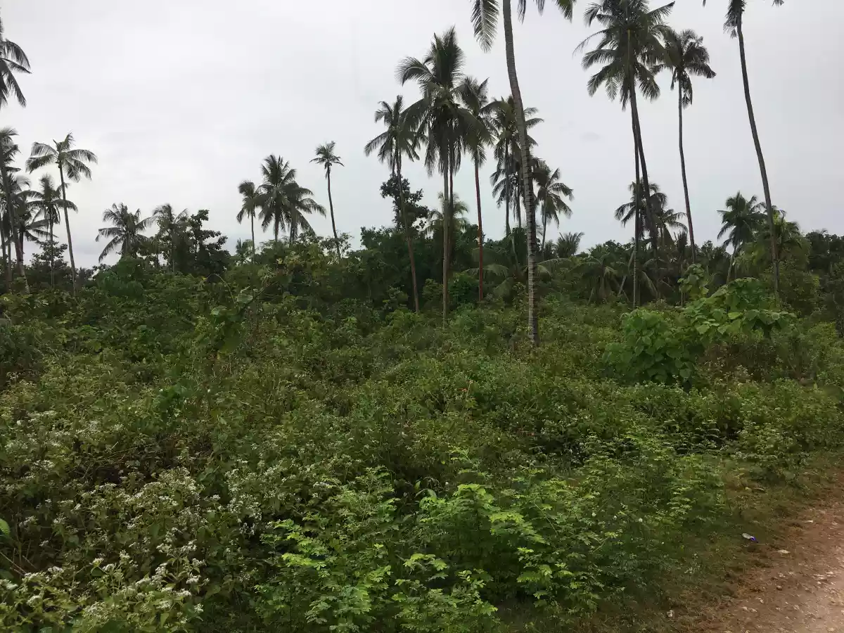 Titled — Commercial Lot in Panglao, Bohol, Philippines — Photo 2