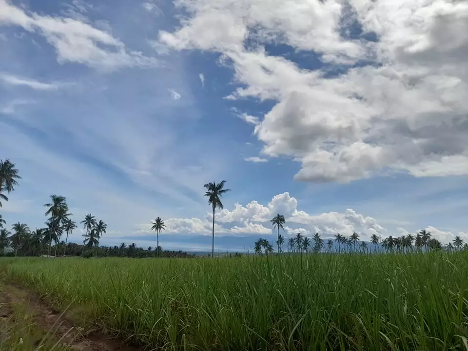 2.8 Hectares Jantianon, Amlan Negros Oriental - photo 5