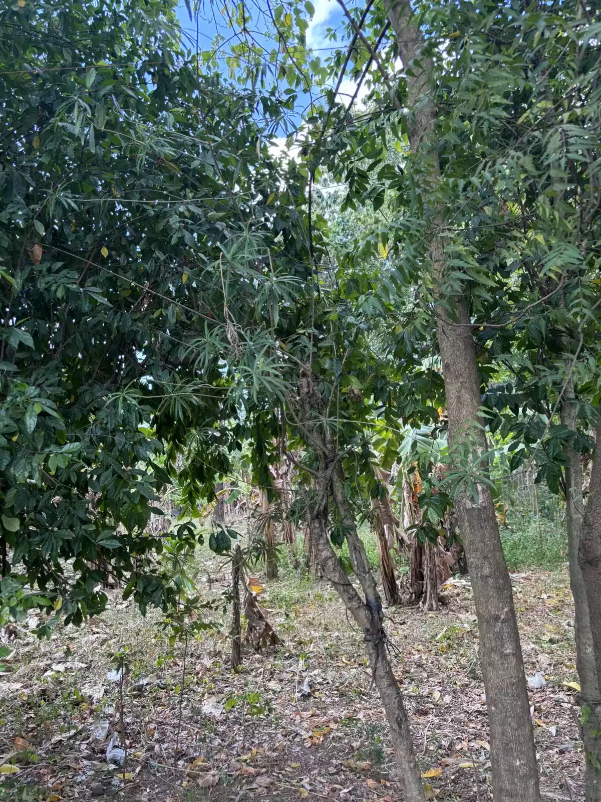 TITLED LOT FOR SALE in Biasong Talisay  - photo 2