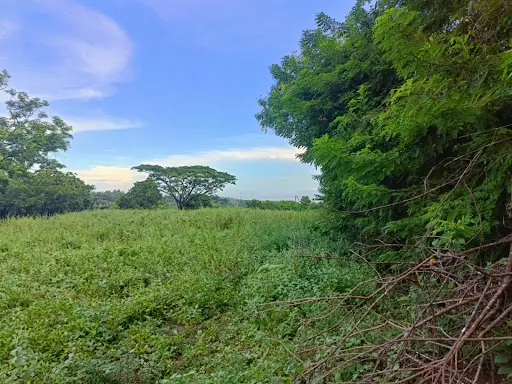 Overlooking Lot for Sale in Zamboanguita — Agricultural Lot in Zamboanguita, Negros Oriental, Philippines — Photo 5