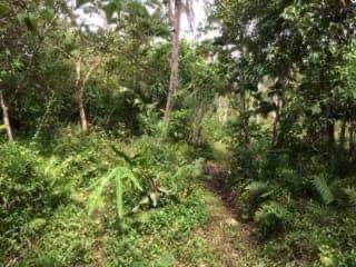 HOT Coconut Farm Land @ 34.52/sqm - photo 2
