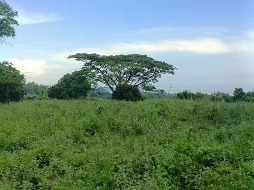 Overlooking Lot for Sale in Zamboanguita — Agricultural Lot in Zamboanguita, Negros Oriental, Philippines — Photo 2