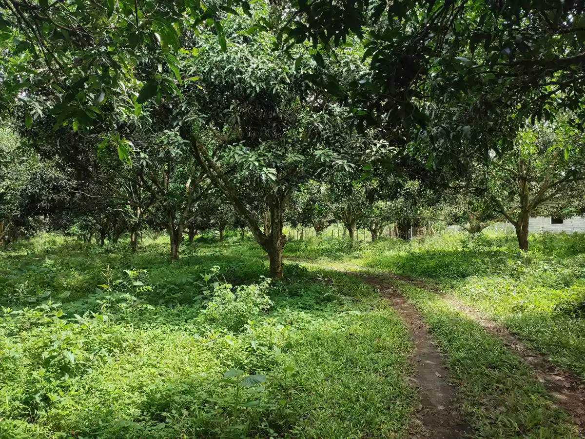 For Sale Klinan 6 Agricultural Land - photo 5