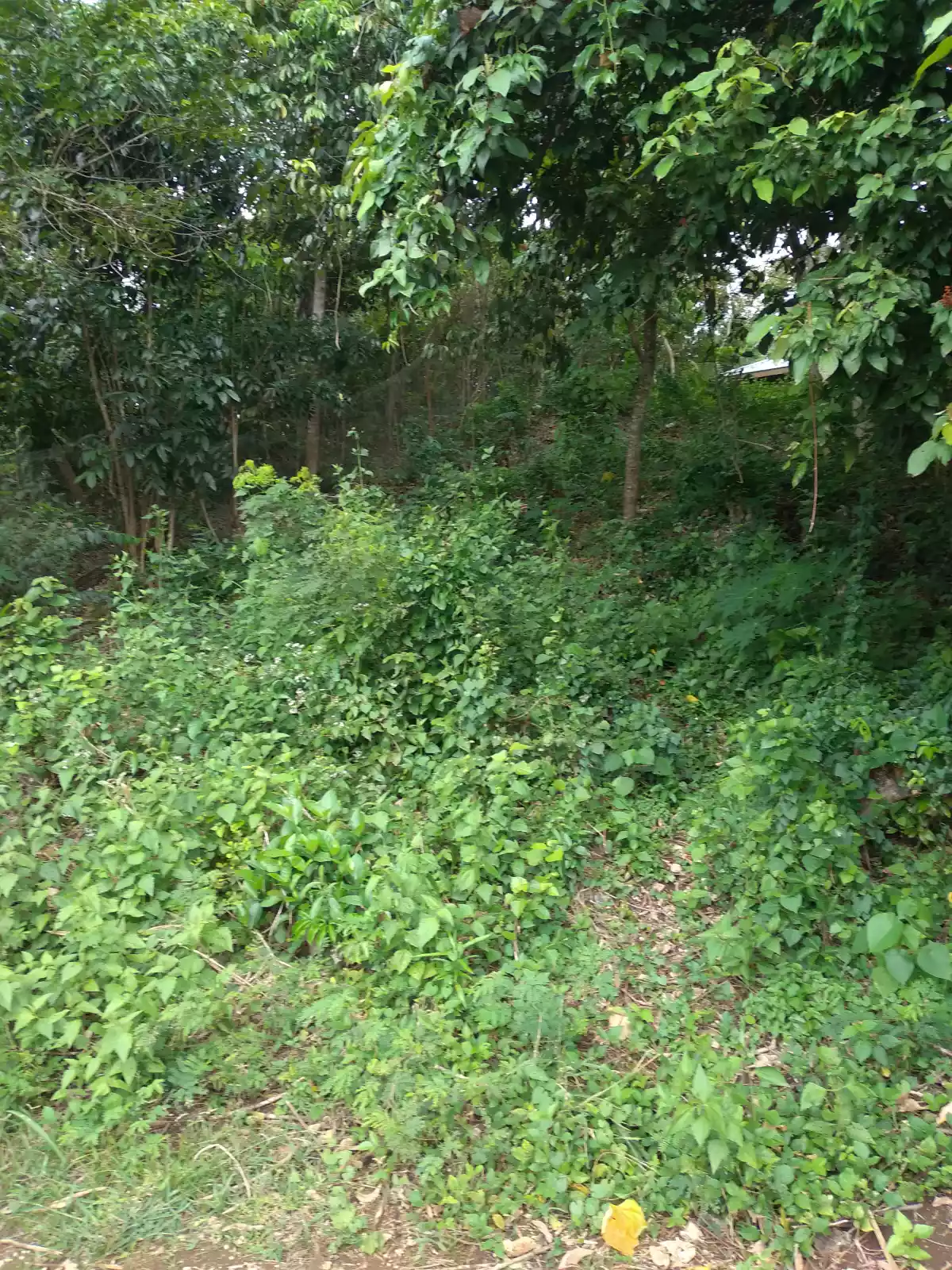 Agricultural Land with house For Sale - photo 5