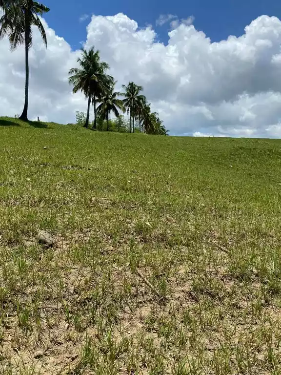 FARM LOT FOR SALE with 100 Mango Trees: - photo 6
