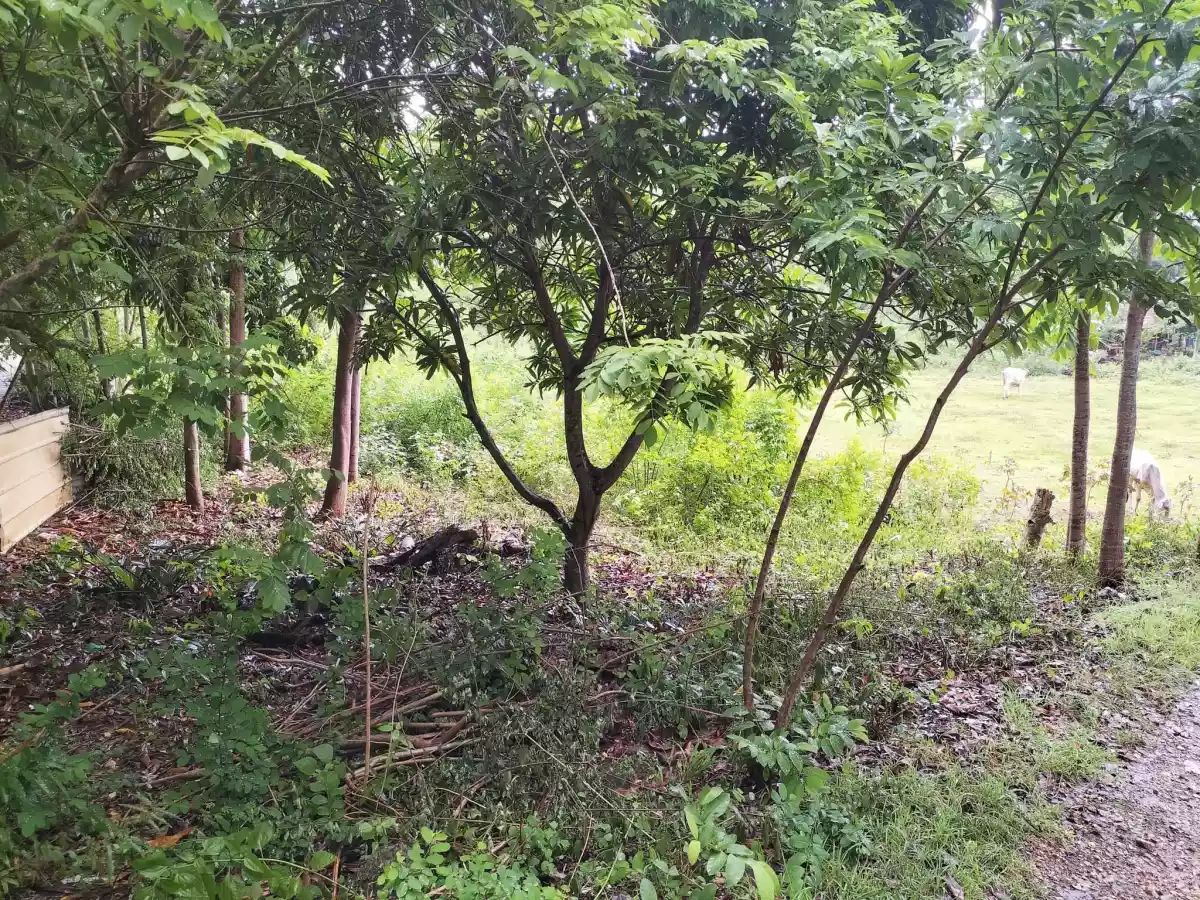 Affordable lot - photo 3