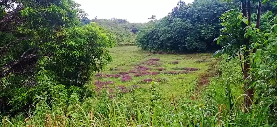 Affordable lot - photo 5