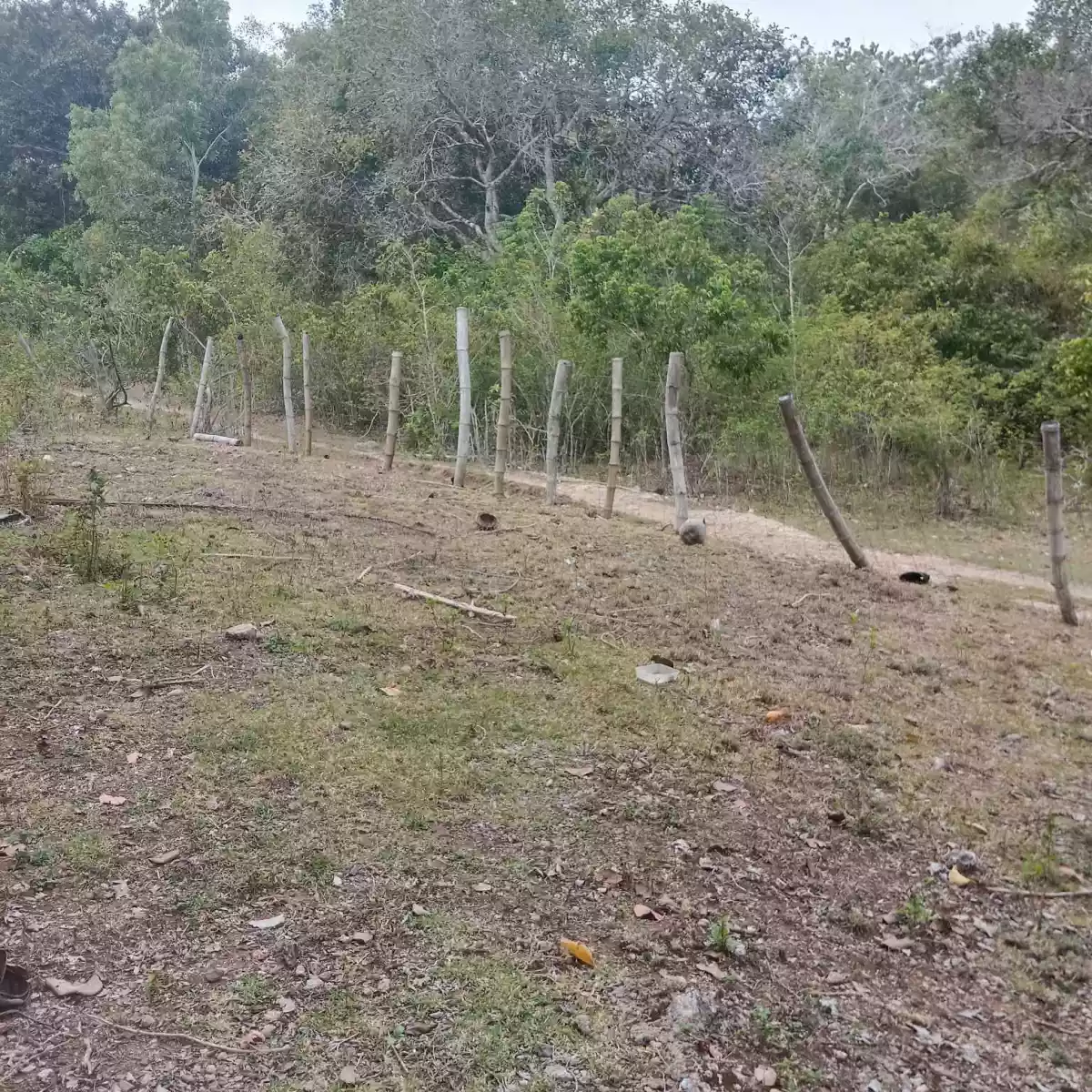 Agricultural lot — Agricultural Lot in Siquijor, Philippines — Photo 7