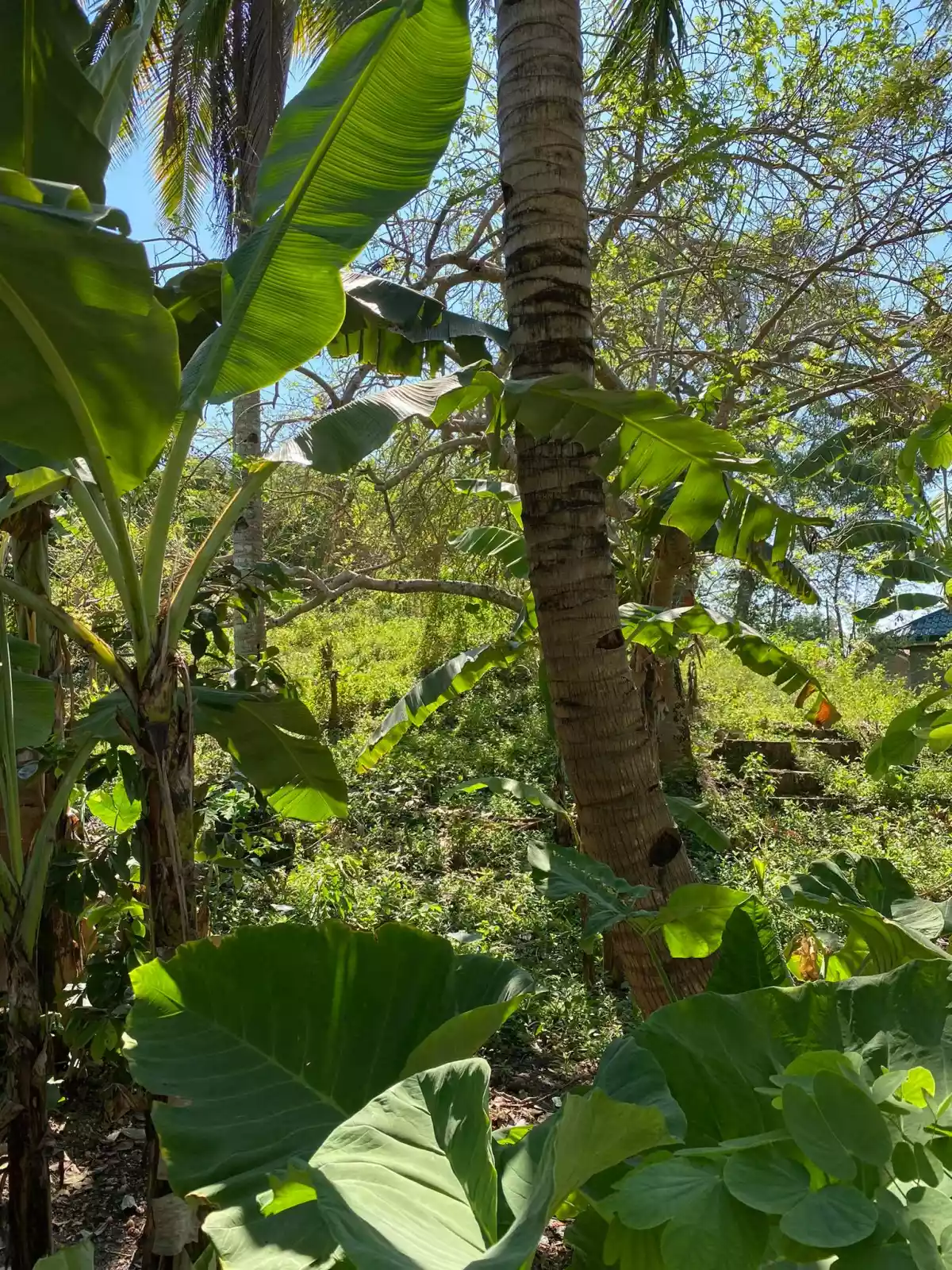 AGRICULTURAL LOT CLEAN TITLE IN POBLACION ,TABUELAN FOR SALE - photo 6