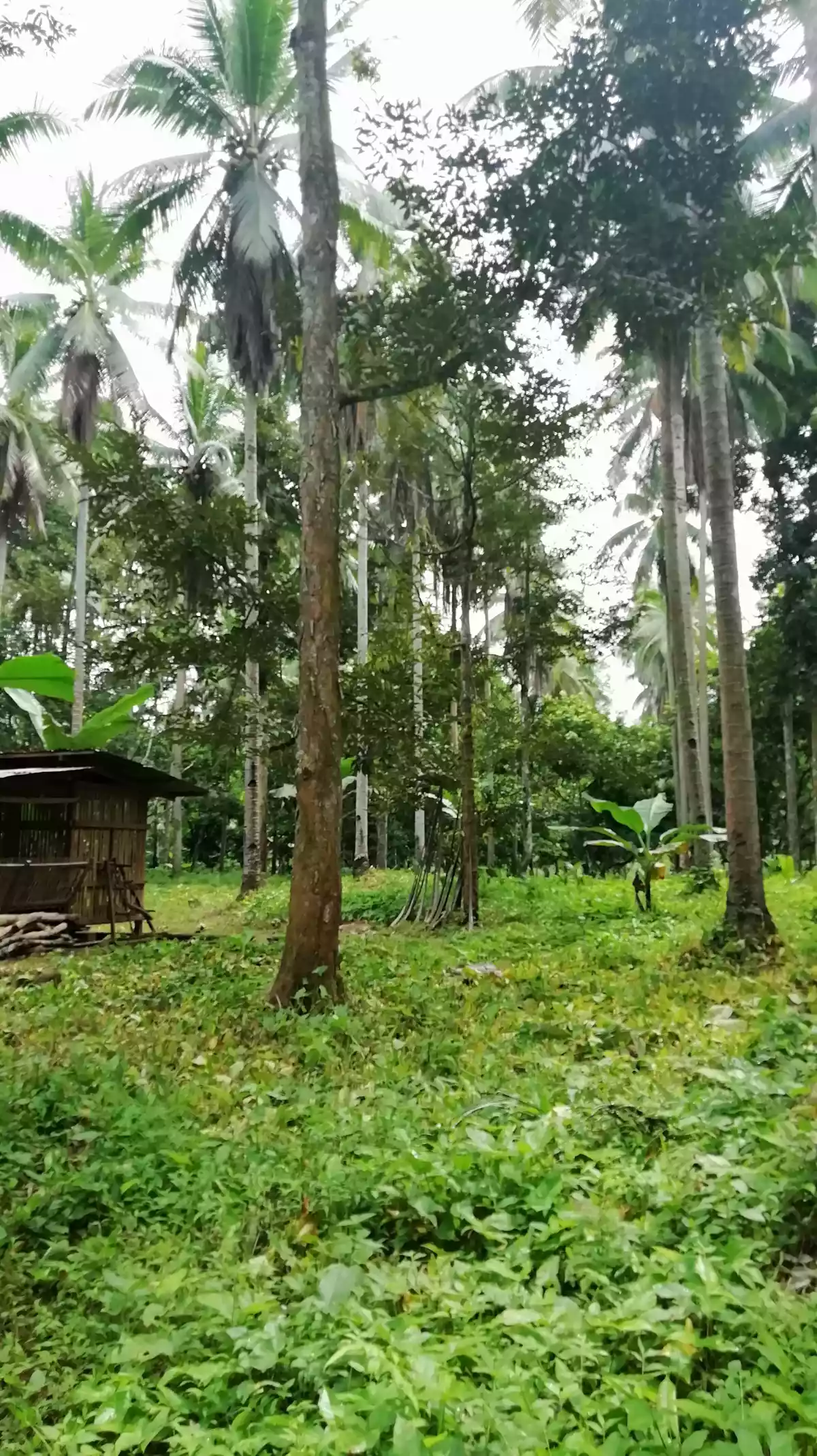 FARM LOT FOR SALE IN DAVAO CITY - photo 5