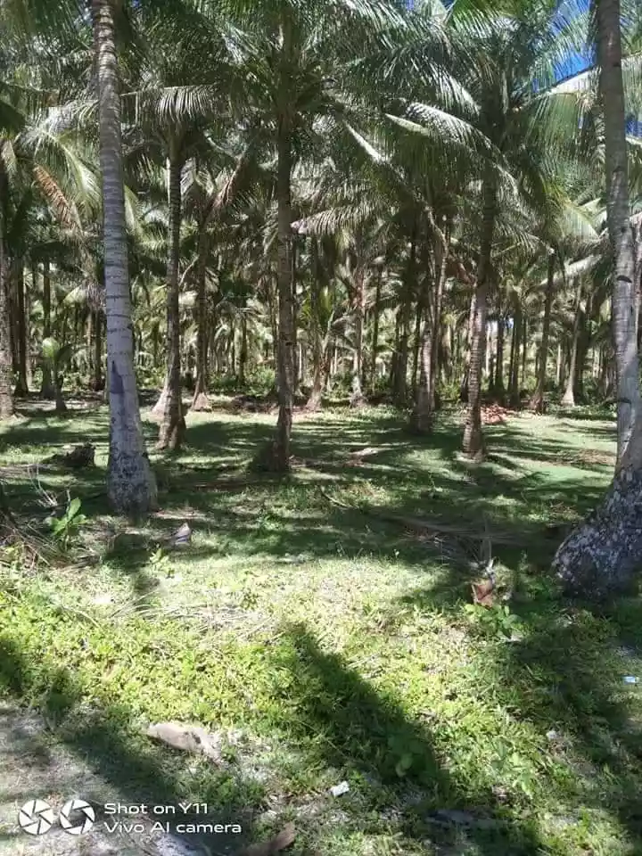 BEACH LOT FOR SALE IN TANGBO, STA. MONICA, SIARGAO ISLANDS - photo 2