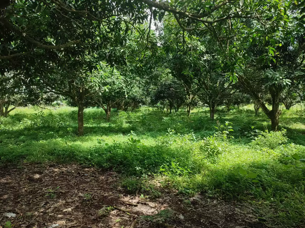 For Sale Klinan 6 Agricultural Land - photo 3