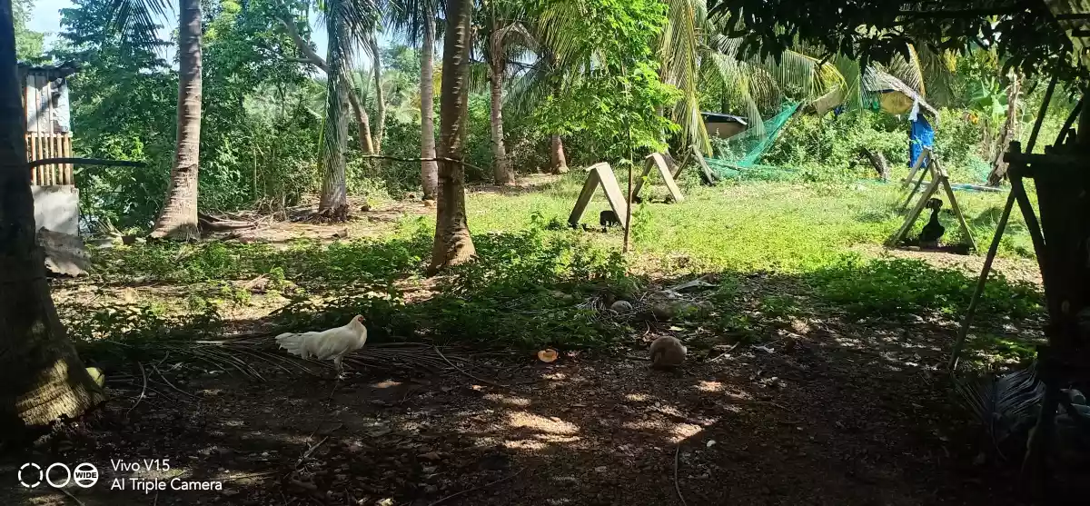 FARM LOT FOR SALE IN DALAGUETE, CEBU — Agricultural Lot in Dalaguete, Cebu, Philippines — Photo 4