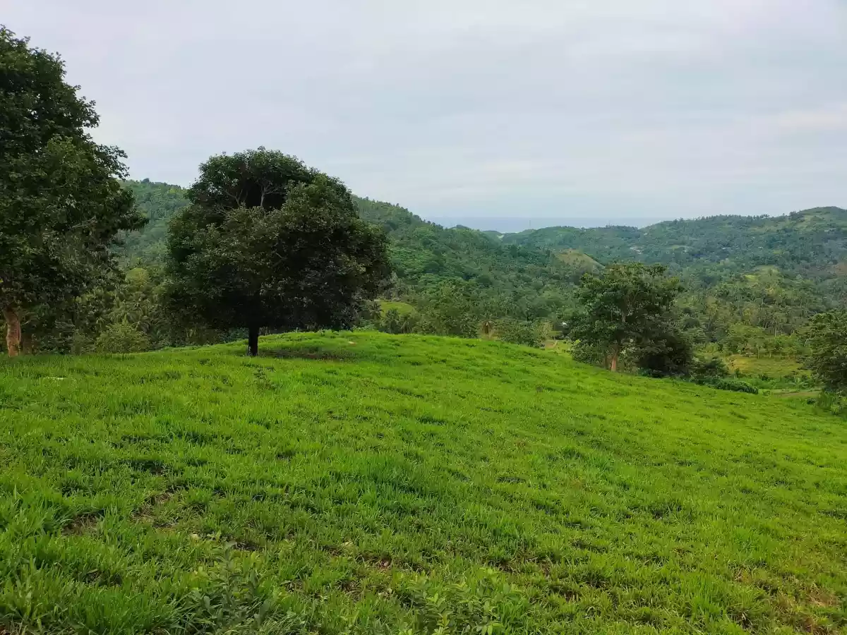 Affordable lot — Agricultural Lot in Carmen, Cebu, Philippines — Photo 5