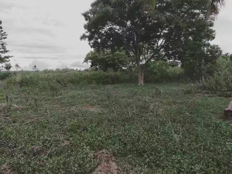 7,863sqm lot for sale in Pangangan Island Calape Bohol 480 per sqm - photo 4