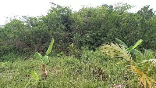Land Farm 3,348,540.00 (For Sale) — Space in Talisay, Cebu, Philippines — Photo 3