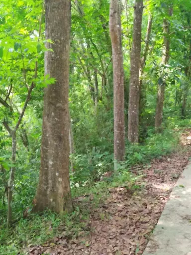 San Juan 89has Plantation — Agricultural Lot in Philippines — Photo 4
