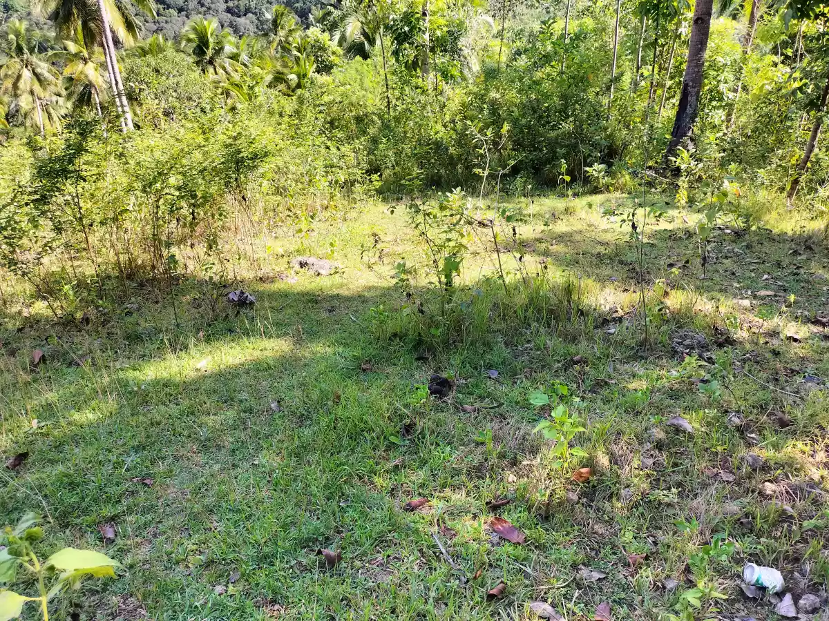 Affordable Lot — Agricultural Lot in Danao City, Cebu, Philippines — Photo 4