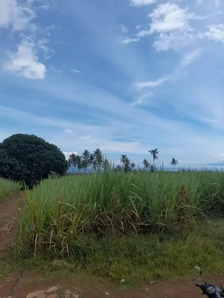 2.8 Hectares Jantianon, Amlan Negros Oriental - photo 2