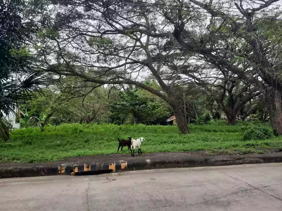 LOT ONLY — Residential Lot in Cebu City, Cebu, Philippines — Photo 3
